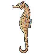 sea horse